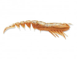 NALUCA STORM 360GT COASTAL SHRIMP JIG HEAD, NEW PENNY, 8CM, 3.5G, 1 NALUCA ARMATA + 3 CORPURI