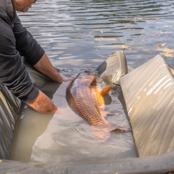 SALTEA DE PRIMIRE AVID CARP PRO-TECT DELUXE 126X72X26CM - Img 10