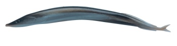 SHAD BERKLEY GULP ALIVE HLFP SANDEEL 5 SILVER MUD