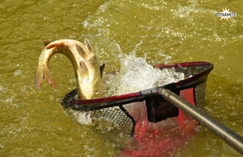 CAP MINCIOG DYNAMITE BAITS MATCH LANDING NET, 52X42CM - Img 2