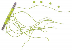 OPRITOARE FIR TEXTIL S LINEAEFFE