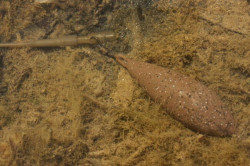 PLUMB KORDA CAST CU VARTEJ 91G