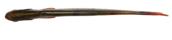 SHAD SAVAGE GEAR CRAFT DYING MINNOW 10CM/5.5G BLUE PEARL - Img 2