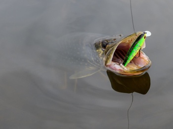 VOBLER PONTOON21 BET A SHAD 75SP-SR 7.5CM 13.2G 012 SP - Img 4