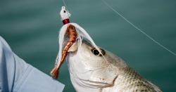 CREVETE BERKLEY GULP SHRIMP 8CM NUCLEAR CHICKEN SX 6BUC