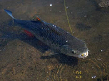 FOP 513 3.2CM 2.5G FLOATING SR - Img 3