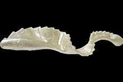GRUB MISTER TWISTER 8CM PERL 4BUC/PLIC