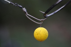 KICKER KORDA D-RIG BROWN 10BUC/PL MAR.S