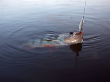 LINGURITA ROTATIVA PONTOON21 TRAIT 00 2.8G BT02-082 - Img 3