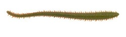 RAMA DE MARE BERKLEY GULP SANDWORM 5CM CAMO 24BUC