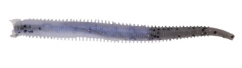 RAMA DE MARE BERKLEY GULP SW FAT SANDWORM 10CM RED BELLY SHRIMP 10BUC - Img 2