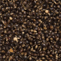 CANEPA BROWNING RED CHILI 300GR