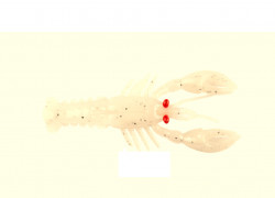 CREATURA MUSTAD MEZASHI ROCK LOBSTER 7.5CM 6G PEARL WHITE