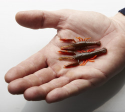 CREATURA SAVAGE GEAR 3D CRAYFISH RATTLING 5,5CM/1,6G BROWN ORANGE