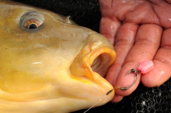 PORUMB KORDA ARTIFICIAL POP-UP MAIZE SQUID ROZ 12B/PL - Img 4