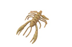 RAC BERKLEY GULP CRABBY 6.5CM BREEN 10BUC