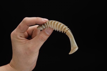 SHAD JACKALL DEAD SLOWER SK DARK THUNDER 12CM 5 / PL - Img 7