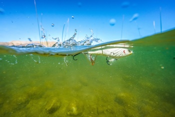 VOBLER BERKLEY HARDBAIT TOPWATER CHOPPO 105MM MAVRCK - Img 2