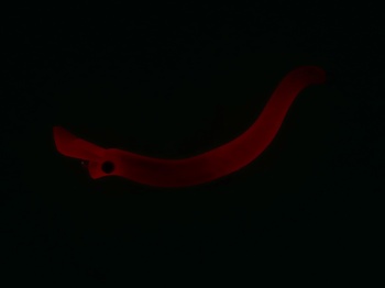 VOBLER DAIWA PRESSO NYORO CLAZY 57S 5.7CM/3,5G FULL REDGLOW - Img 2