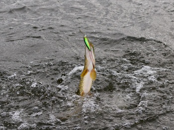 VOBLER PONTOON21 BET A SHAD 75SP-SR 7.5CM 13.2G R60 SP - Img 4