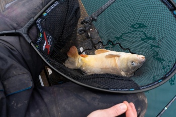 CAP DE MINCIOG PRESTON CARP XS 24" 65X55CM - Img 9