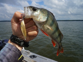 LINGURITA OSCILANTA PONTOON21 SABLETTA 7.8CM 30G S48-804 - Img 4