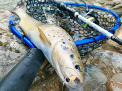 MINCIOG RTB RUBBER LANDING NET BLACK AND BLUE