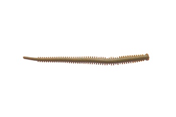 RAMA DE MARE BERKLEY GULP! 10CM FUTOMI-GOKAI 12BUC/PLIC