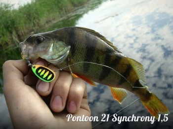 SYNCHRONY 5 22.3G T02-054 - Img 4