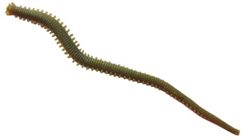 CREATURA BERKLEY GULP ALIVE HLFP NEREIS 6 CAMO - Img 3