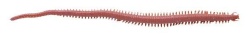 RAMA DE MARE BERKLEY GULP SANDWORM 15CM DARK BRWN RG