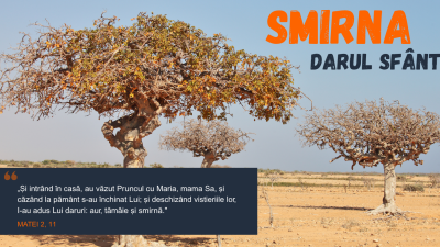 Smirna - darul sfânt