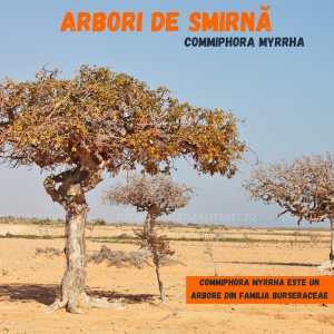 Arbori de smirna