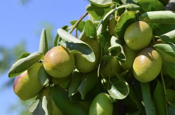 Oshadhi biljno ulje Jojoba 30ml - Img 2