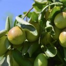 Oshadhi biljno ulje Jojoba 30ml - Img 2