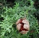 Oshadhi etericno ulje Čempres 10ml - Img 2