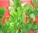 Oshadhi etericno ulje Celer 10ml - Img 2