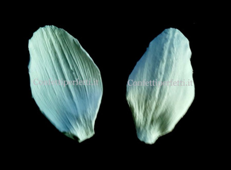 Petali Orchidea Cymbidium. 2 Venatori in silicone