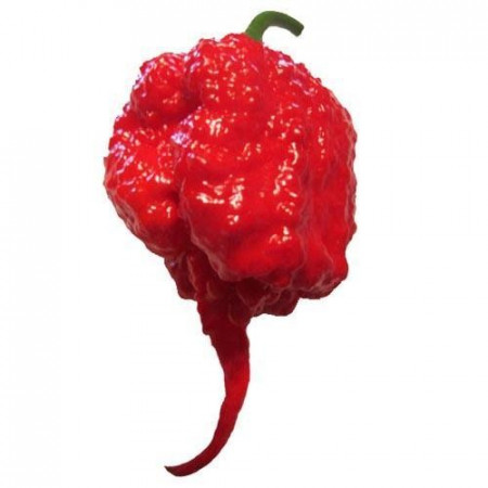 Carolina Reaper!! Guinness  World Records peperoncino più piccante al Mondo 2016. Piccantezza: 10/10++++