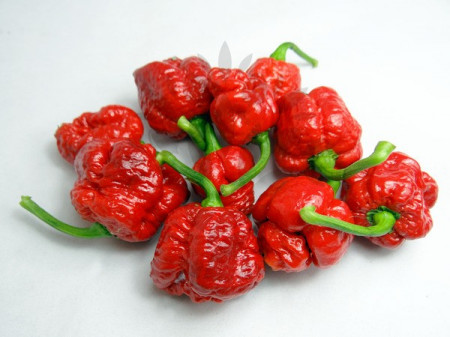 Il peperoncino Trinidad Moruga Scorpion. Il secondo peperoncino più piccante al mondo!! Piccantezza: 10/10+++