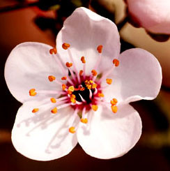 fiore blossom ciliegio