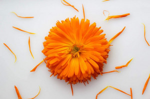 Petali di fiori di Calendula essiccati