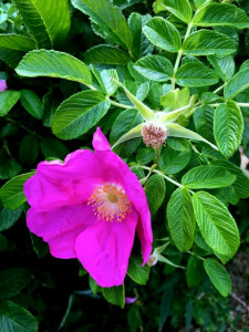 Foglie di Rosa Rugosa. 6 Venatori in silicone per le tue decorazioni