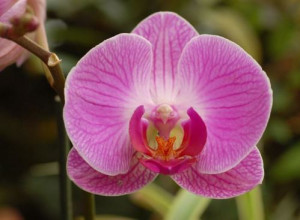 stampo in silicone orchidea per il cake design