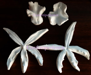 Orchidea Cambria 13 cm. Sepali Lunghi. 4 Venatori ad alta definizione