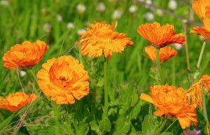 Petali di fiori di Calendula 