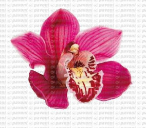 Petali Orchidea. 6 Venatori in silicone + Cutter in metallo - Img 2