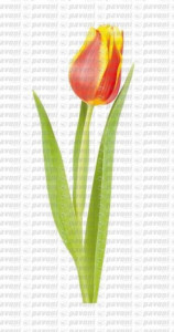 stampo silicone petalo tulipano