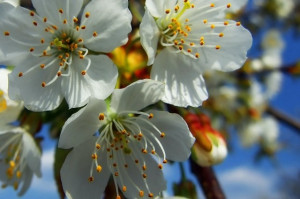 Pistilli per Fiori colorati. - Img 1