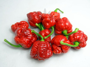Il peperoncino Trinidad Moruga Scorpion. Il secondo peperoncino più piccante al mondo!! Piccantezza: 10/10+++